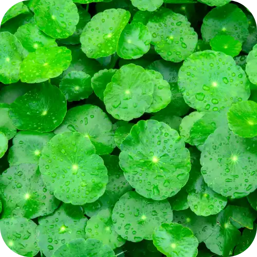 Gotu Kola